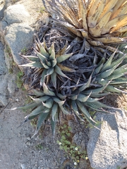 Agave deserti
