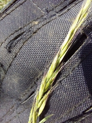 Trisetopsis imberbis