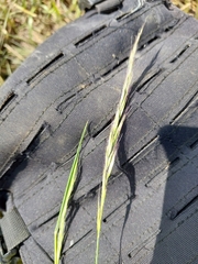 Trisetopsis imberbis