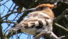 Upupa epops africana