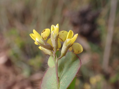 Image of Aspalathus perforata by (c) Ren Hoekstra, some rights reserved (CC BY)
