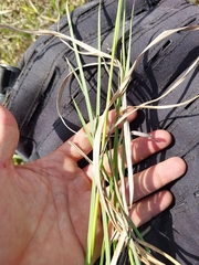 Trisetopsis imberbis