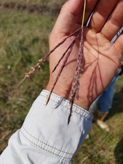 Andropogon appendiculatus