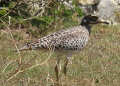 Burhinus capensis