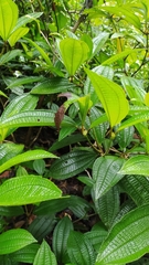 Miconia conglomerata