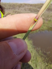 Andropogon appendiculatus