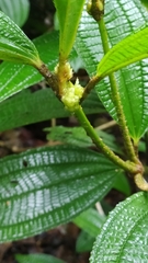 Miconia conglomerata