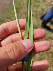 Andropogon appendiculatus