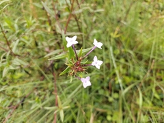 Conostomium natalense