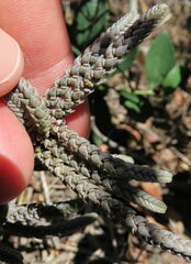 Crassula muscosa