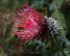Cirsium subcoriaceum