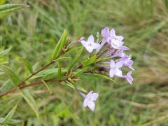 Conostomium natalense