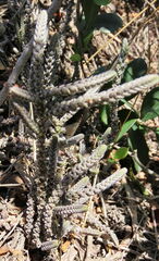 Crassula muscosa