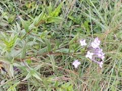 Conostomium natalense