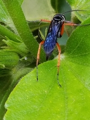 Episyron conterminus cressoni