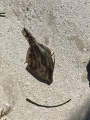 Monacanthus ciliatus