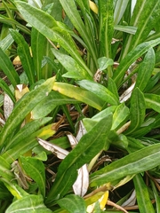 Melanoplus yarrowii