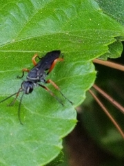 Episyron conterminus cressoni