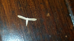 Euacidalia brownsvillea