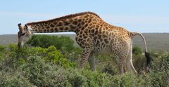 Giraffa camelopardalis