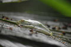 Boana rufitela