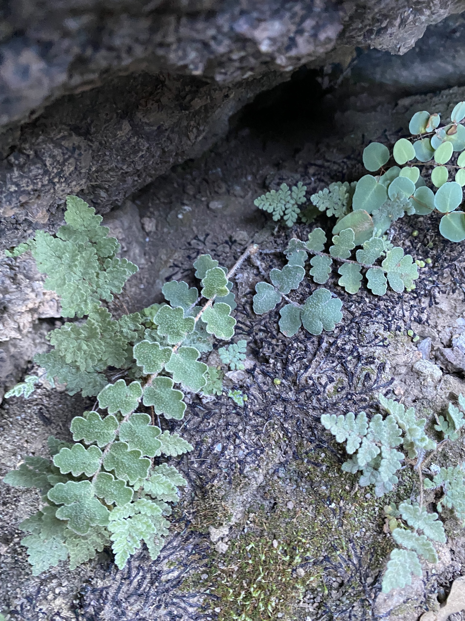 Astrolepis cochisensis ssp. chihuahuaensis