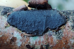 Biscogniauxia nummularia