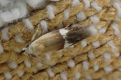 Aproaerema polychromella