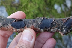 Biscogniauxia nummularia