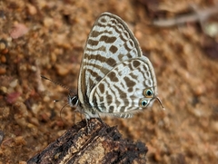 Leptotes pirithous