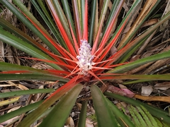 Bromelia antiacantha