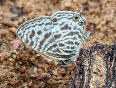 Leptotes pirithous