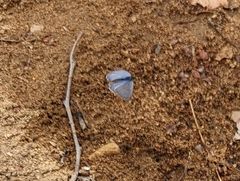 Leptotes pirithous