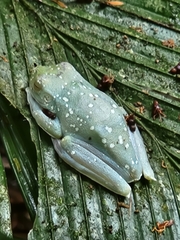 Boana rufitela