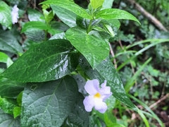 Thunbergia natalensis