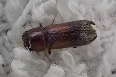 Bostrichidae