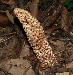 Ombrophytum peruvianum