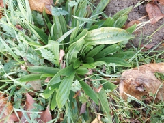 Plantago lanceolata