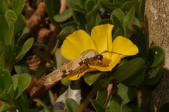 Halysidota donahuei