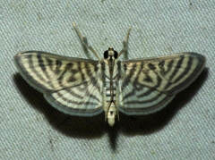 Spilomela pantheralis
