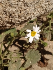 Amauria rotundifolia