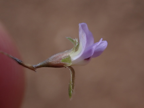 Waterfall Fountainbush (Psoralea cataracta)