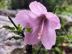 Hibiscus pedunculatus