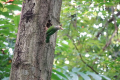 Psilopogon lineatus