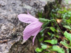 Hibiscus pedunculatus