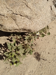 Amauria rotundifolia