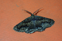 Menophra japygiaria