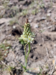 Albuca virens
