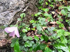 Hibiscus pedunculatus