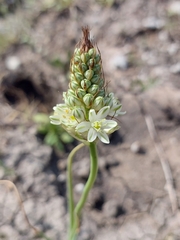 Albuca virens